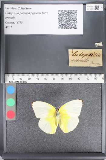 Media type: image;   Entomology 116965